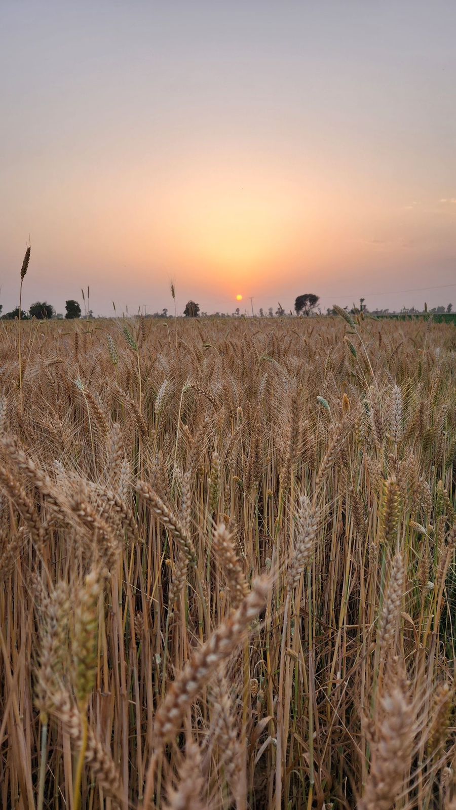 Wheat field at sunset